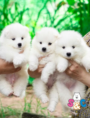 '' Samoyed '' giống chó đáng yêu sinh tại Việt Nam