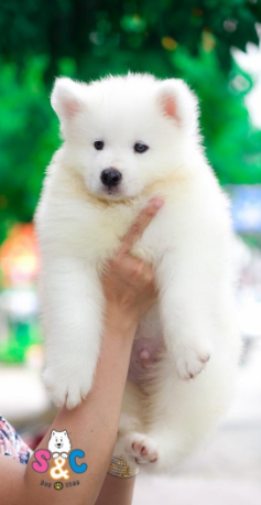 '' Samoyed '' giống chó đáng yêu sinh tại Việt Nam