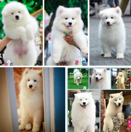 '' Samoyed '' giống chó đáng yêu sinh tại Việt Nam