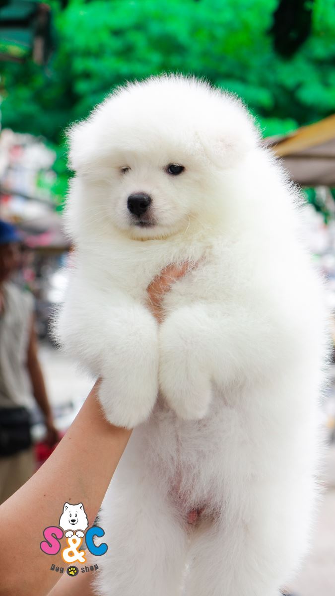 Cách chăm sóc chó Samoyed trưởng thành