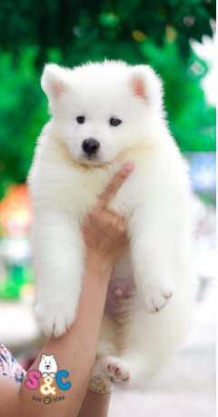Bật mí chó samoyed ưu điểm và nhược điểm