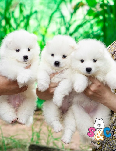 Bật mí chó samoyed ưu điểm và nhược điểm