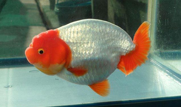 Cá ranchu Thái là gì? Đặc điểm nhận biết của cá ranchu Thái
