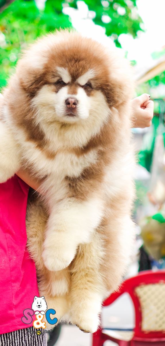 Chó Alaska có những màu cơ bản nào?