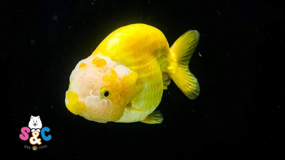 Tìm hiểu về những dòng cá ranchu - Giống cá cảnh đang được yêu thích nhất năm 2018