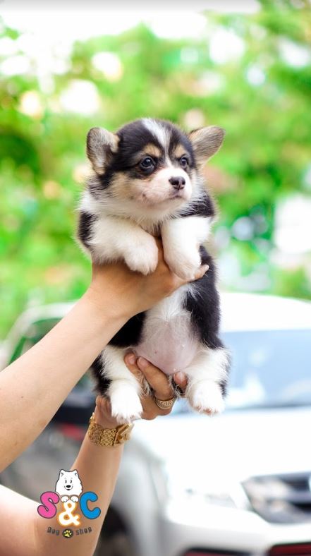 Bí quyết nhận biết giống chó Corgi