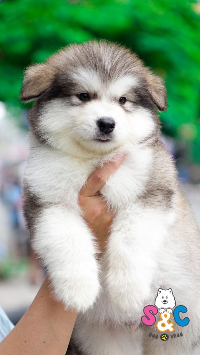 Bí quyết sở hữu chó Alaska chuẩn và đẹp
