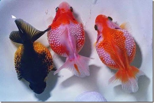 Tại sao nên nuôi cá – Bán cá ba đuôi ranchu