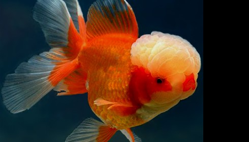 Tại sao nên nuôi cá – Bán cá ba đuôi ranchu