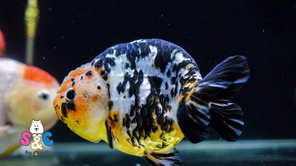 Cho cá ranchu ăn gì? Kiến thức bạn cần biết!