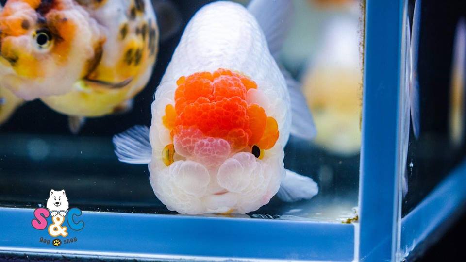 Cá Ranchu là gì? Làm cách nào để chọn lựa cho mình giống cá ranchu đẹp?