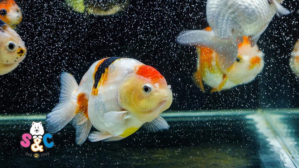 Kỹ thuật chăm sóc cá ranchu đẻ đúng cách