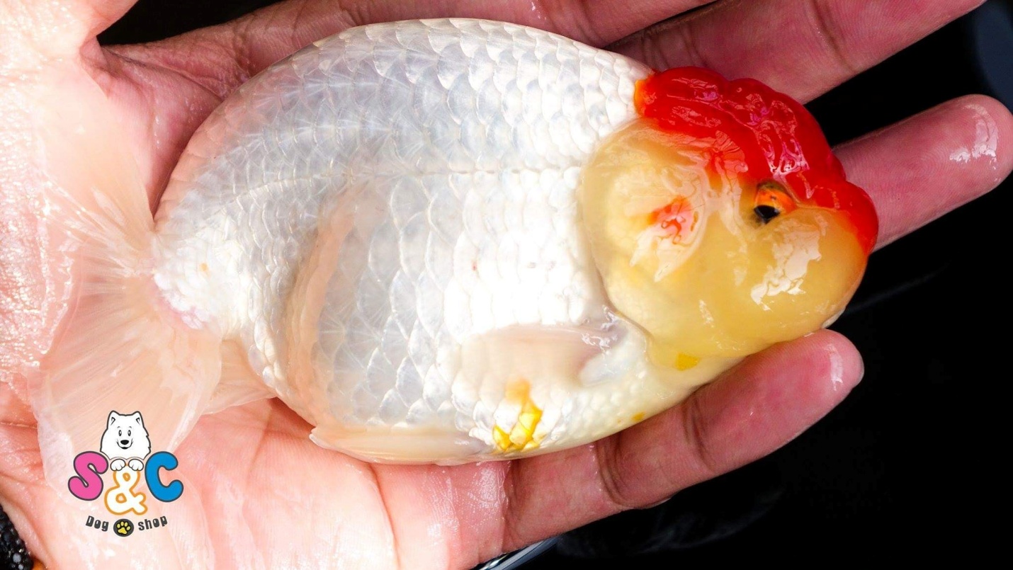 Những cách nhận biết cá ranchu lỗi, Bạn cần biết!