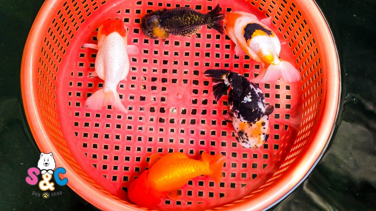 Những cách nhận biết cá ranchu lỗi, Bạn cần biết!