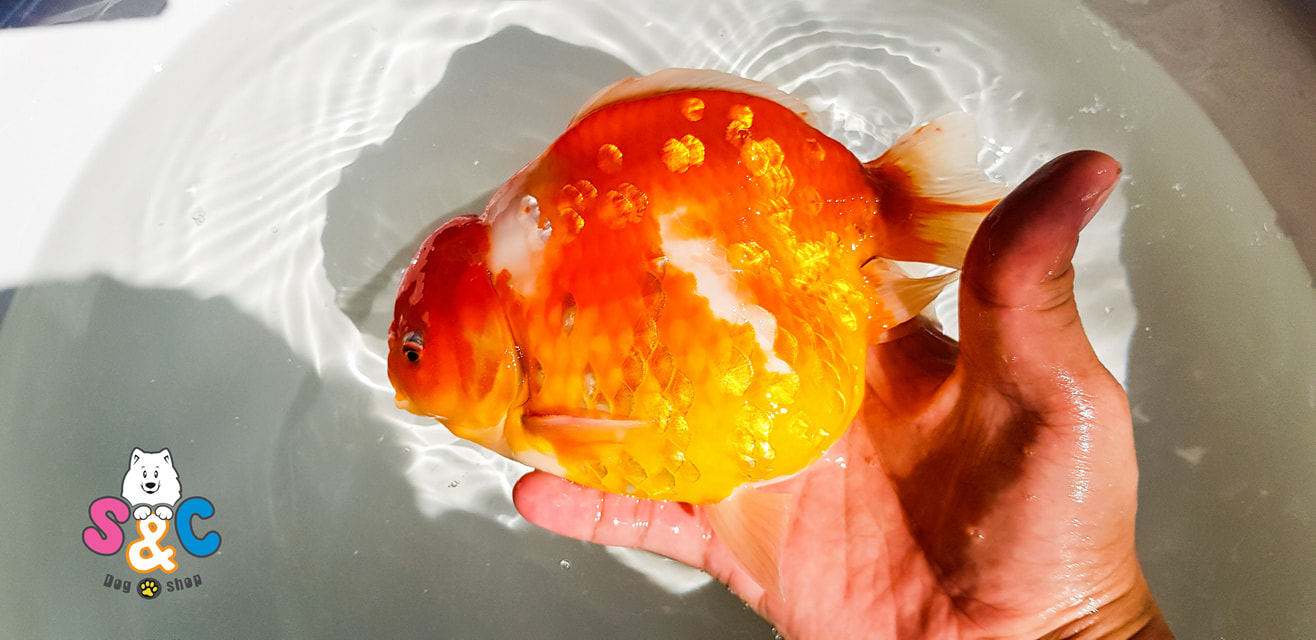 Những cách nhận biết cá ranchu lỗi, Bạn cần biết!