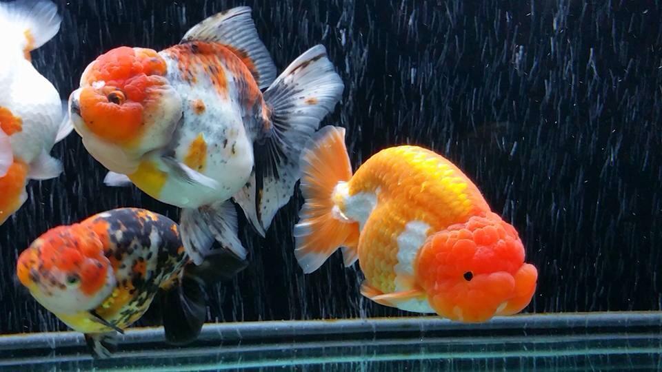 Cho cá ranchu ăn gì? Kiến thức bạn cần biết!