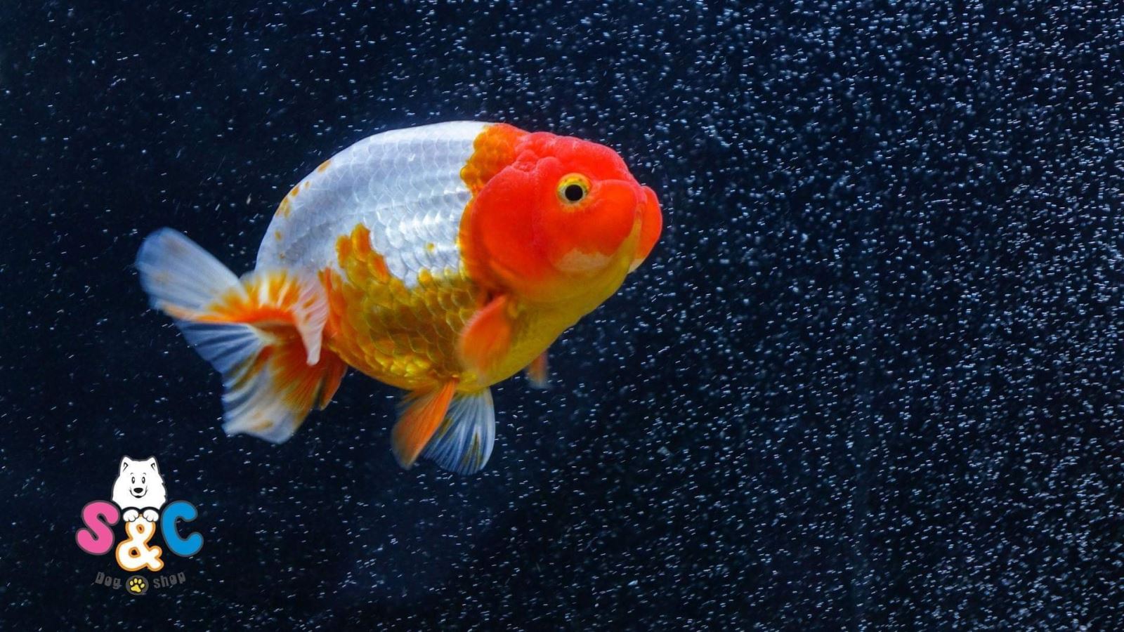 Cá ranchu Thái là gì? Đặc điểm nhận biết của cá ranchu Thái