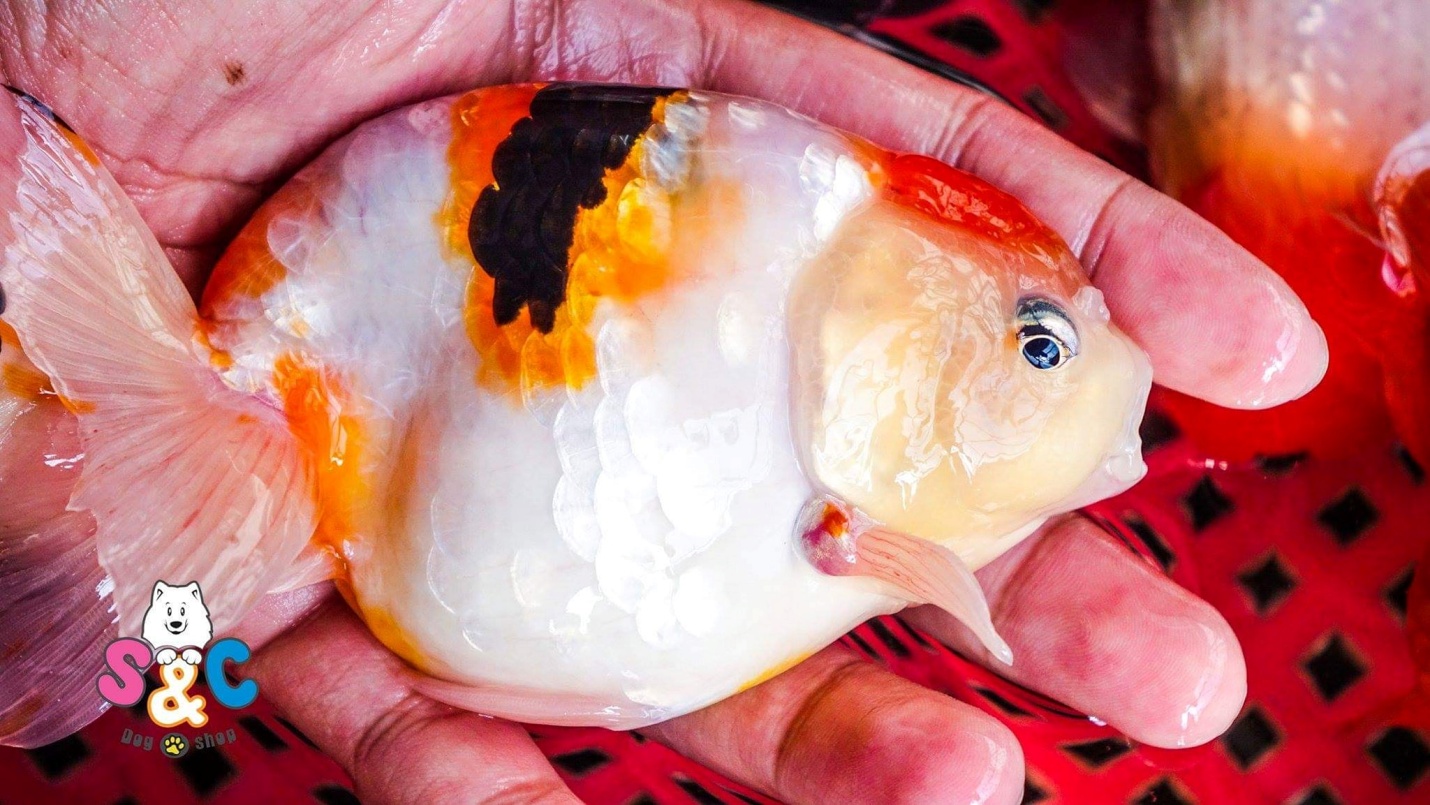 Cá ranchu Thái là gì? Đặc điểm nhận biết của cá ranchu Thái