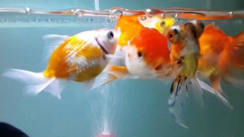 Những kinh nghiệm quý báu hướng dẫn cách cho cá ranchu đẻ