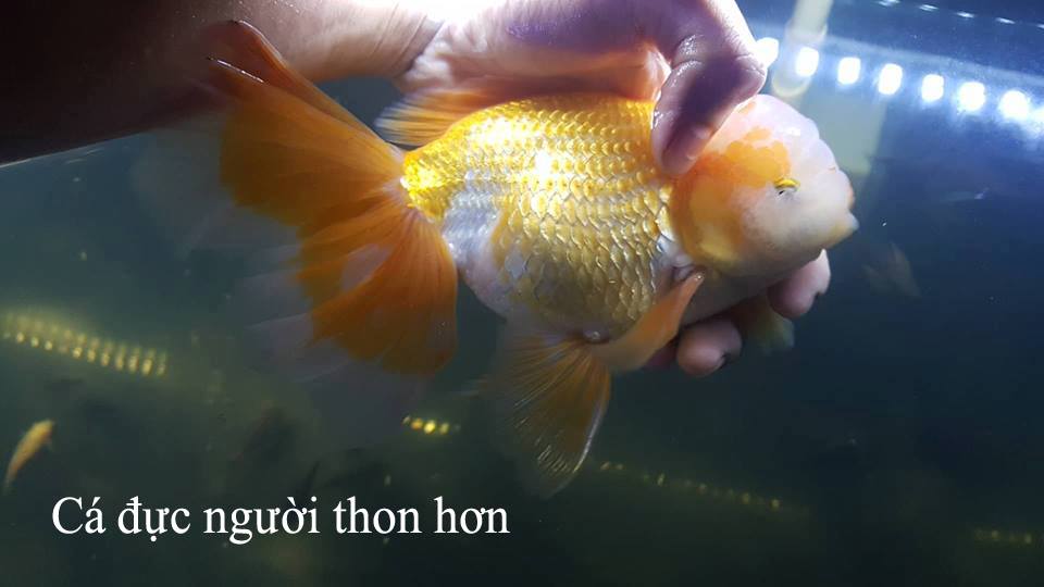 Những kinh nghiệm quý báu hướng dẫn cách cho cá ranchu đẻ