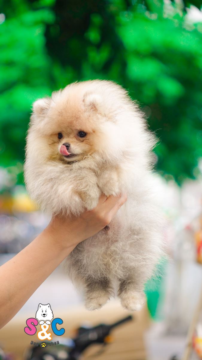 Cách chăm sóc chó Phốc sóc tại Việt Nam