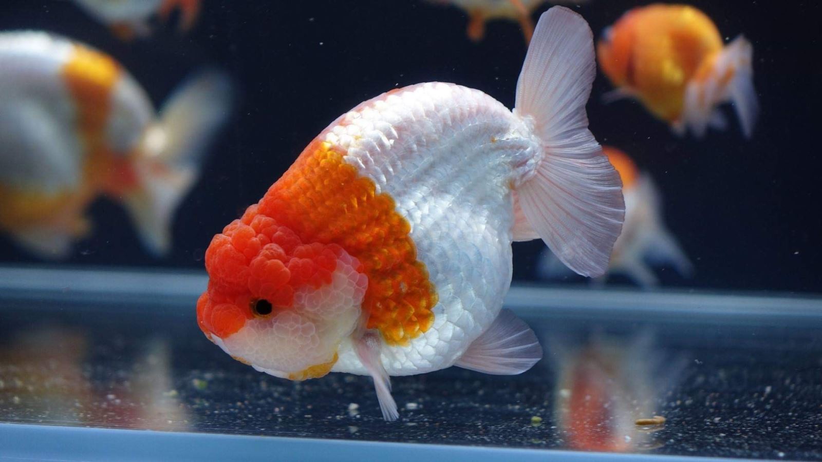 Những lưu khi trong suốt quá trình cho cá ranchu ăn hiệu quả!