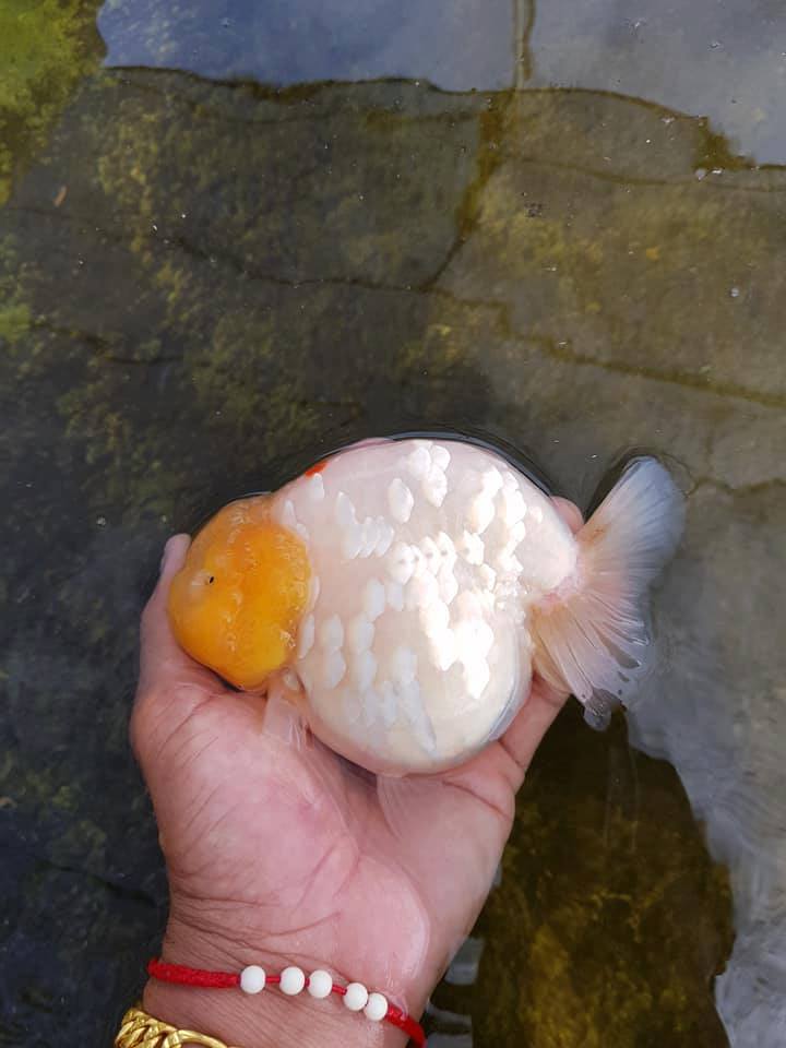 Cách nuôi và chăm sóc cá Ranchu sinh sản