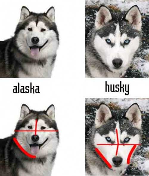 phân-biệt-chó-alaska-và-chó-husky