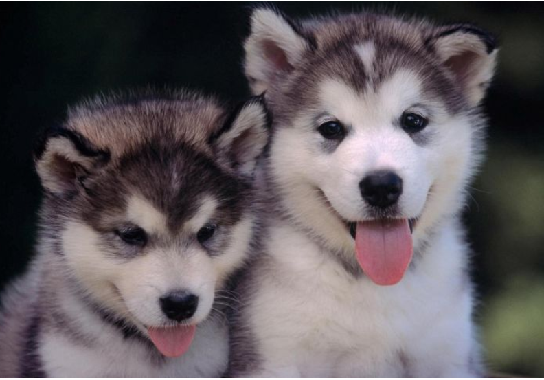 phân-biệt-chó-alaska-và-chó-husky