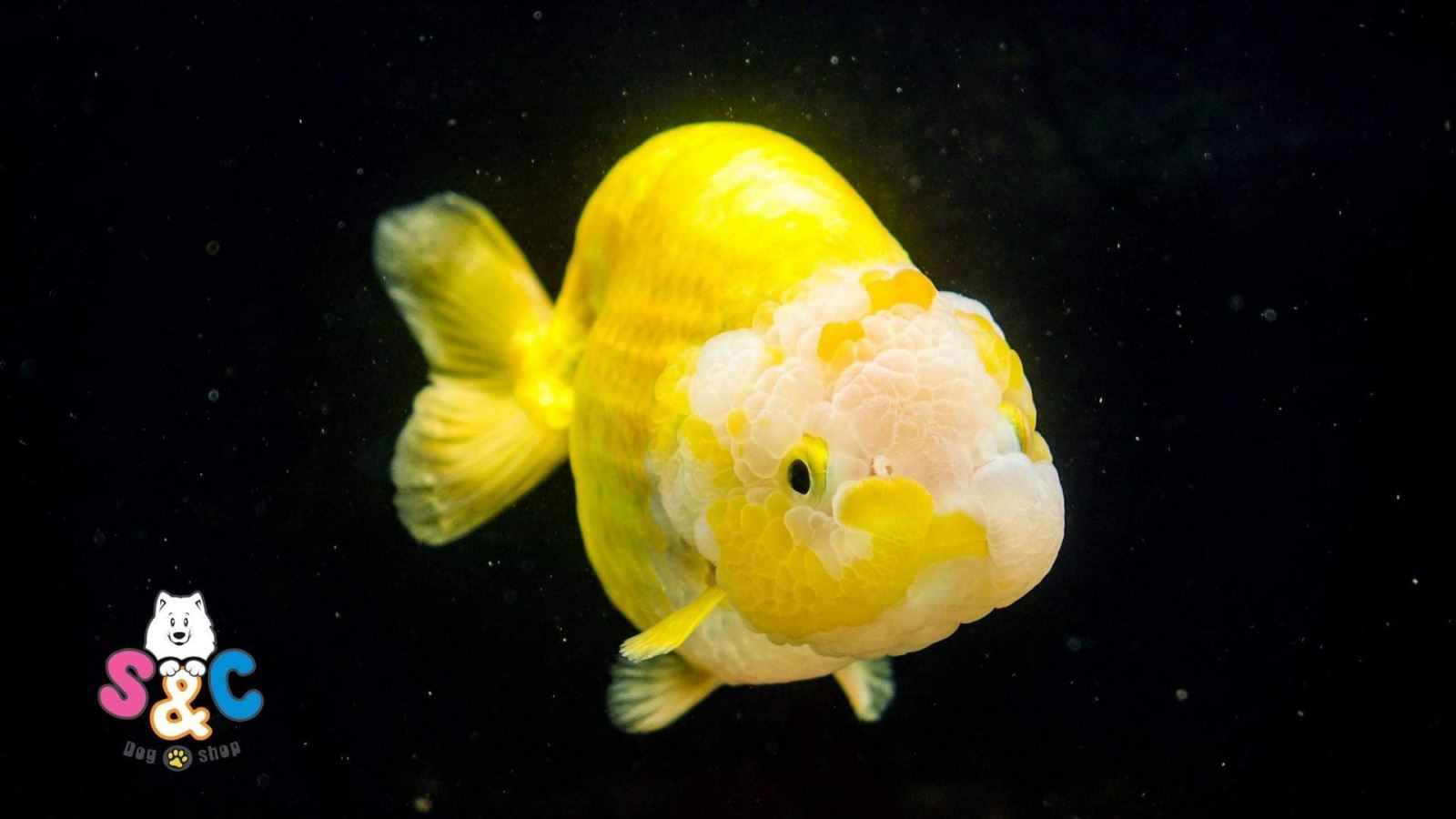 Hội cá ranchu chia sẻ kiến thức chăm sóc cá vàng ranchu đúng cách
