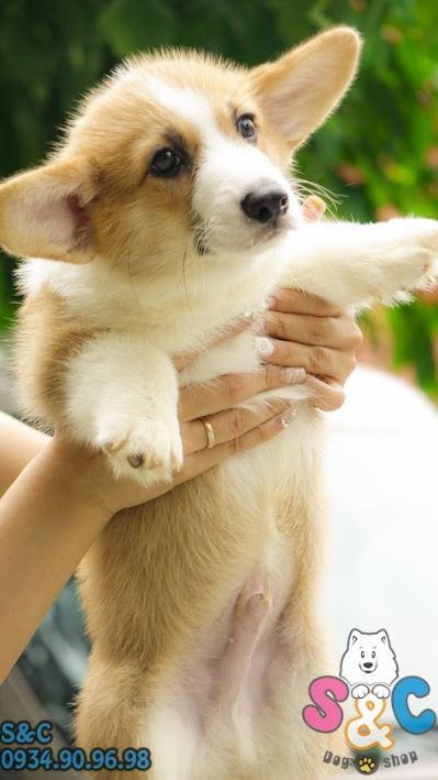 Chế độ ăn cho chó Corgi của bạn đã thật sự khoa học chưa?