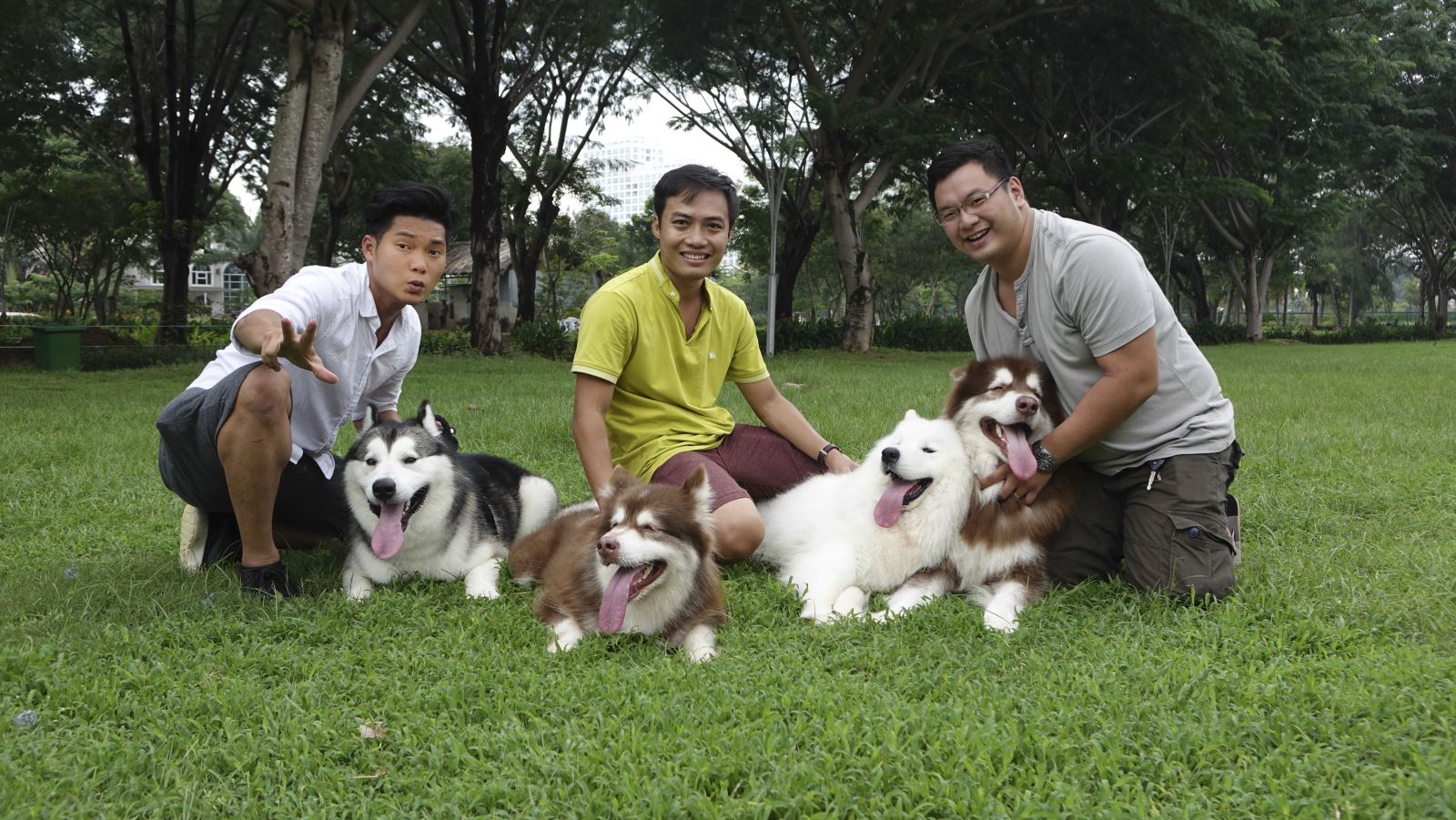 chó-alaska-thuần-chủng