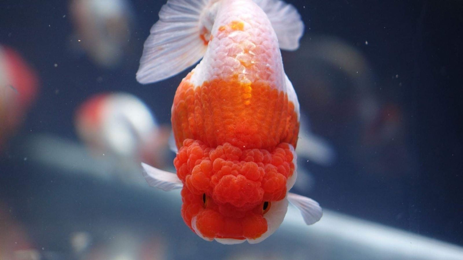 Chuyên bán cá ranchu - Chia sẻ kinh nghiệm nuôi cá