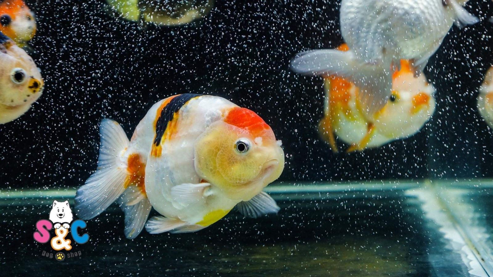 Đôi điều về cá ranchu Trung Quốc, bạn cần biết!