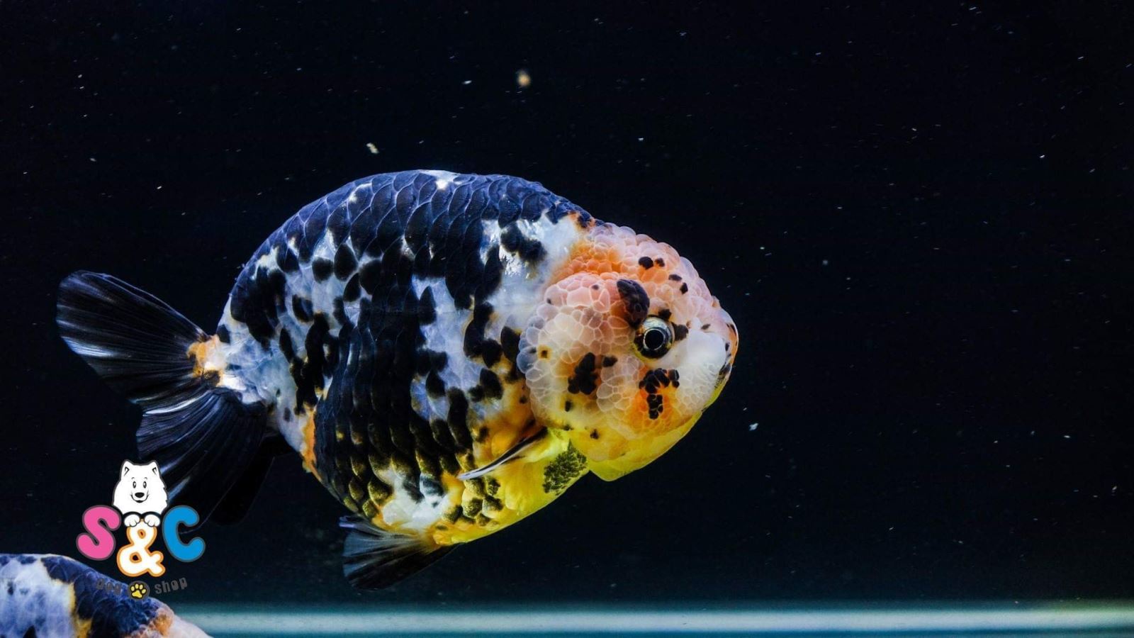 Giới thiệu dòng cá Ranchu đen gây bão trên thị trường hiện nay