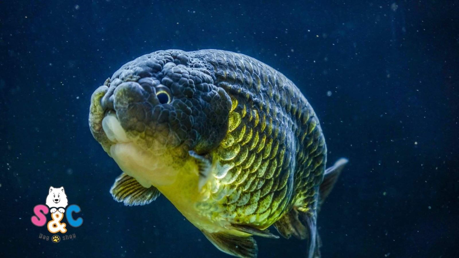 Giới thiệu dòng cá Ranchu đen gây bão trên thị trường hiện nay