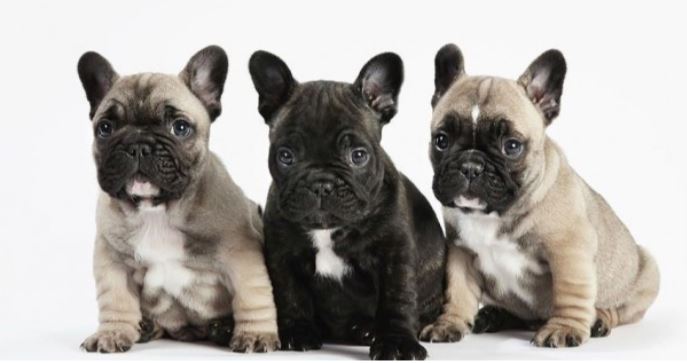 Phát cuồng với top những giống chó nhỏ nhất và đáng yêu