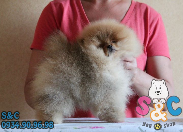 Giống chó phốc sốc - Những điều cần biết