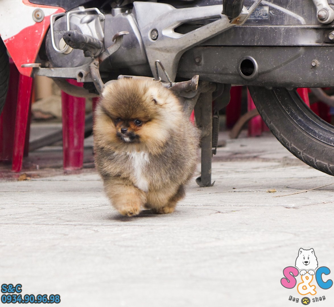 Giống chó phốc sốc - Những điều cần biết
