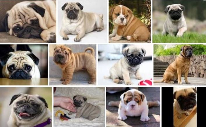 Top những giống chó phù hợp nuôi ở chung cư
