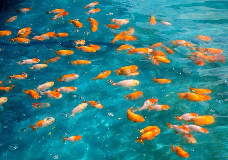 Hội cá ranchu chia sẻ kiến thức chăm sóc cá vàng ranchu đúng cách