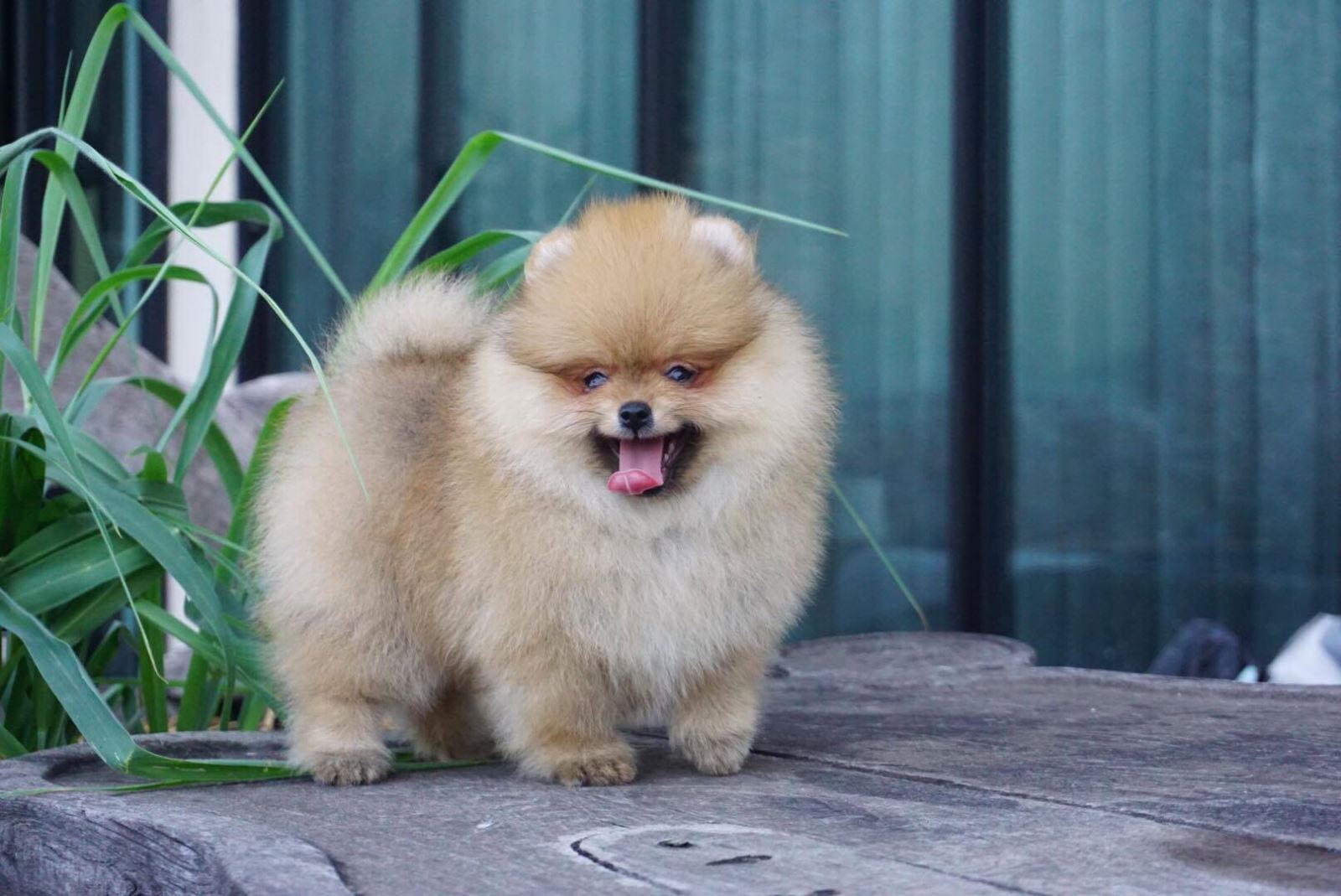 Hướng dẫn cách chăm sóc chó phốc sóc (pomeranian)