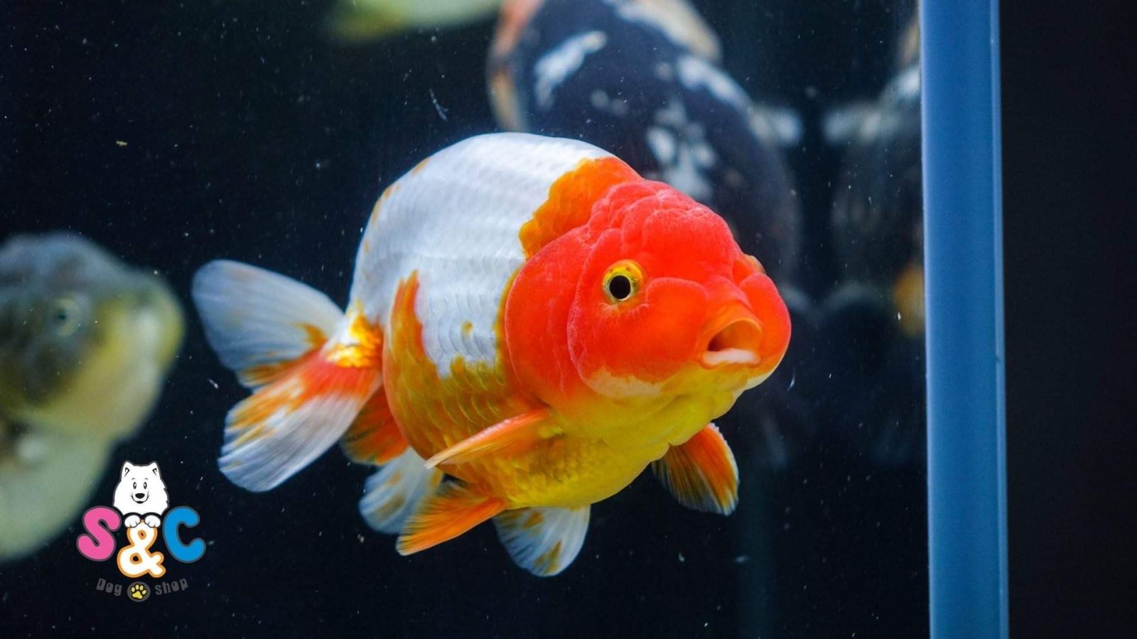 Quy trình nhận biết và chăm sóc cá ranchu sinh sản, Bạn cần biết!