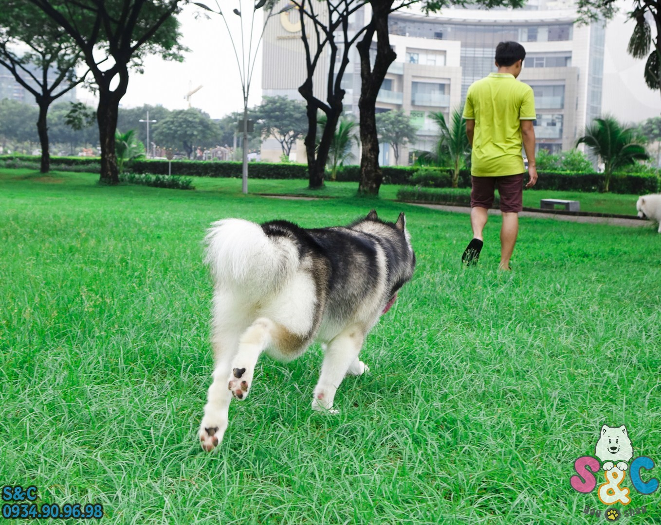 Mua chó Alaska bao nhiêu tiền? Chó Alaska thuần chủng giá bao nhiêu?