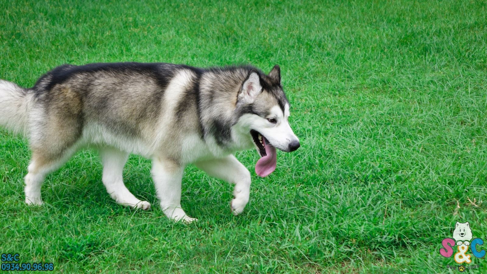 Những điều cần lưu ý khi nuôi chó Alaska