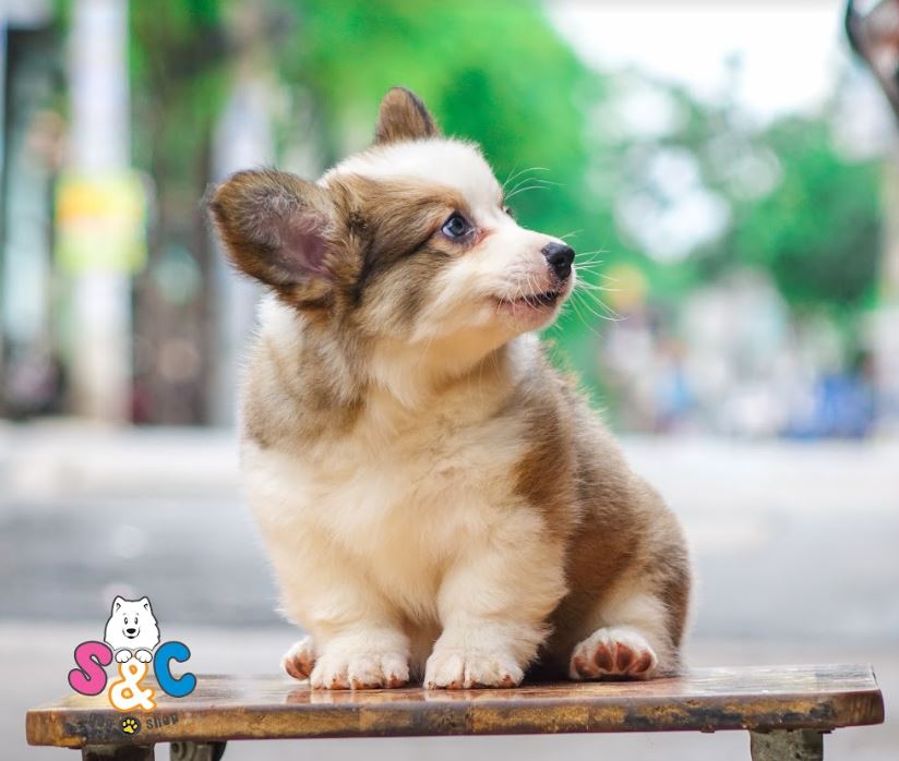 Những nét đặc tính thú vị của chó Corgi