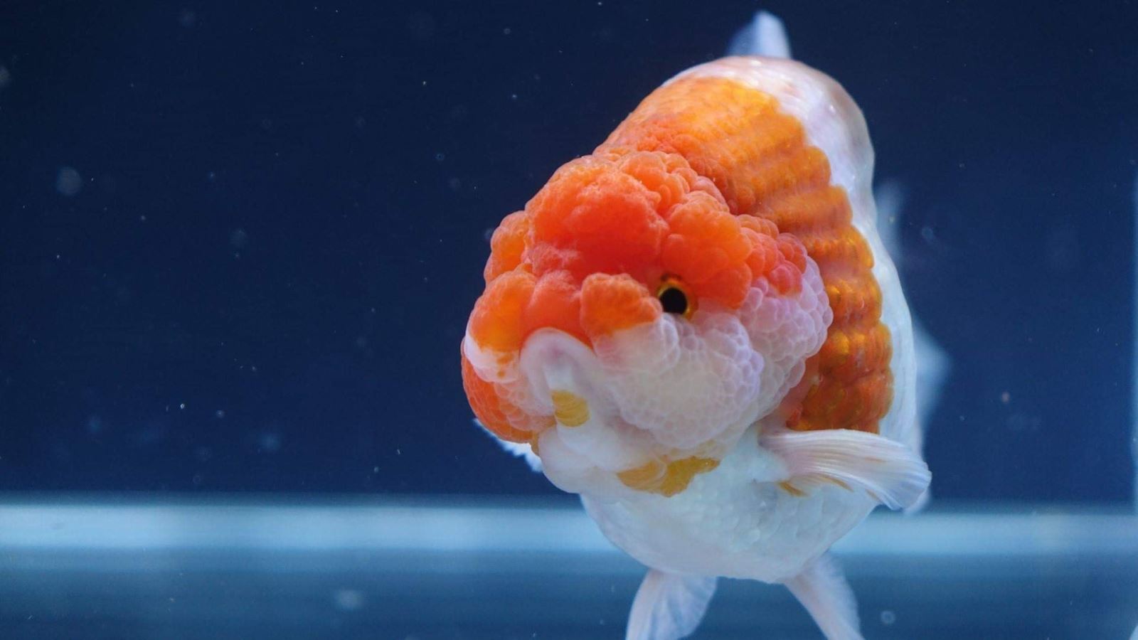 Tìm nơi bán cá vàng ranchu đẹp, chất lượng ?