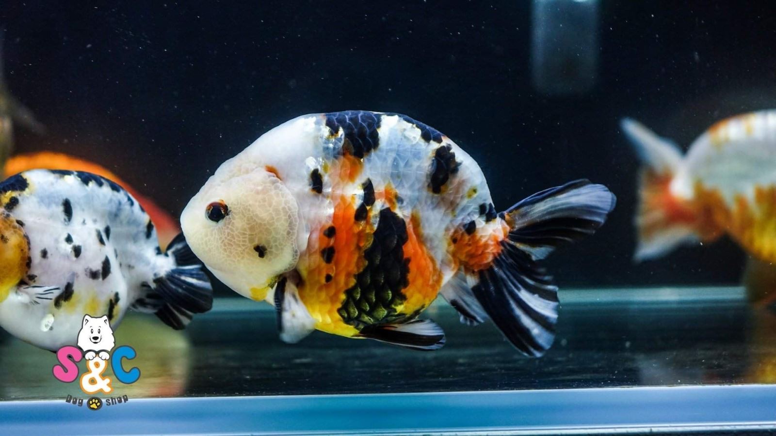 Những cách nhận biết cá ranchu lỗi, Bạn cần biết!