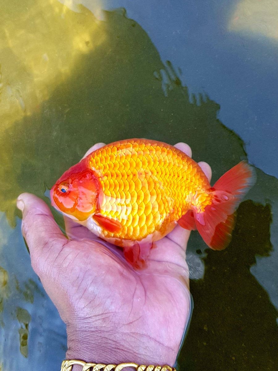 Phương pháp nuôi và chăm sóc trong trại cá Ranchu