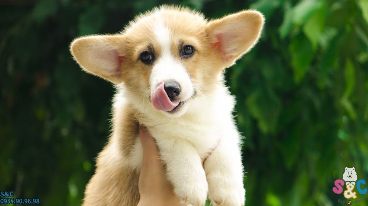 Sở hữu ngay chú chó Corgi đáng yêu đến từ xứ Wales